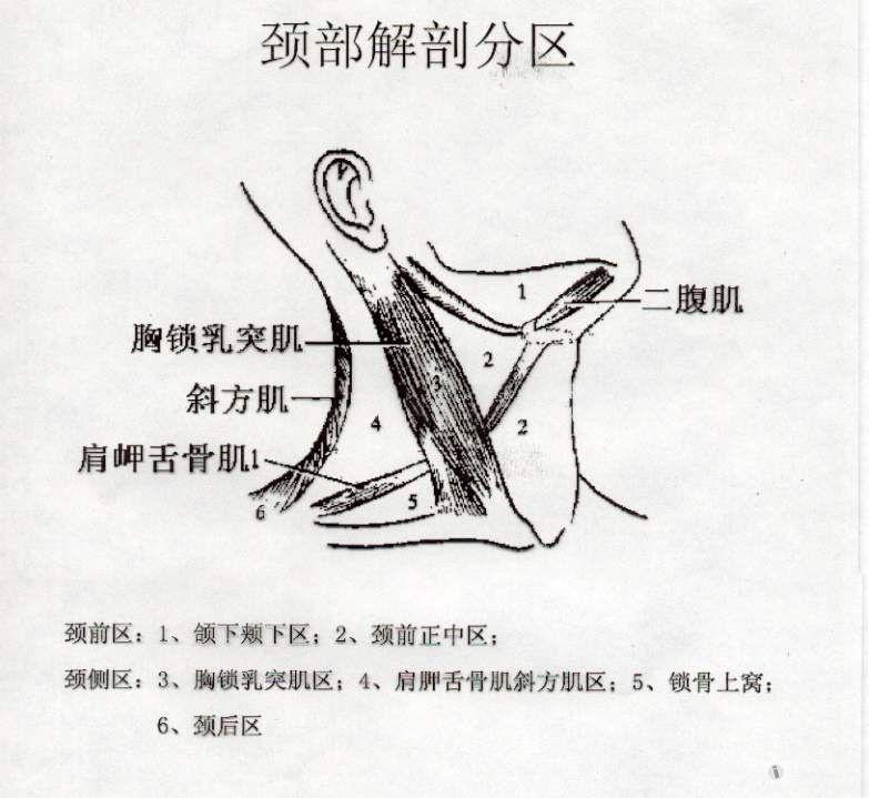 颈部解剖分区 jpg