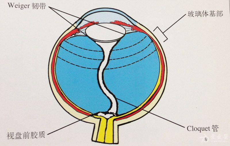 玻璃体的解剖jpg