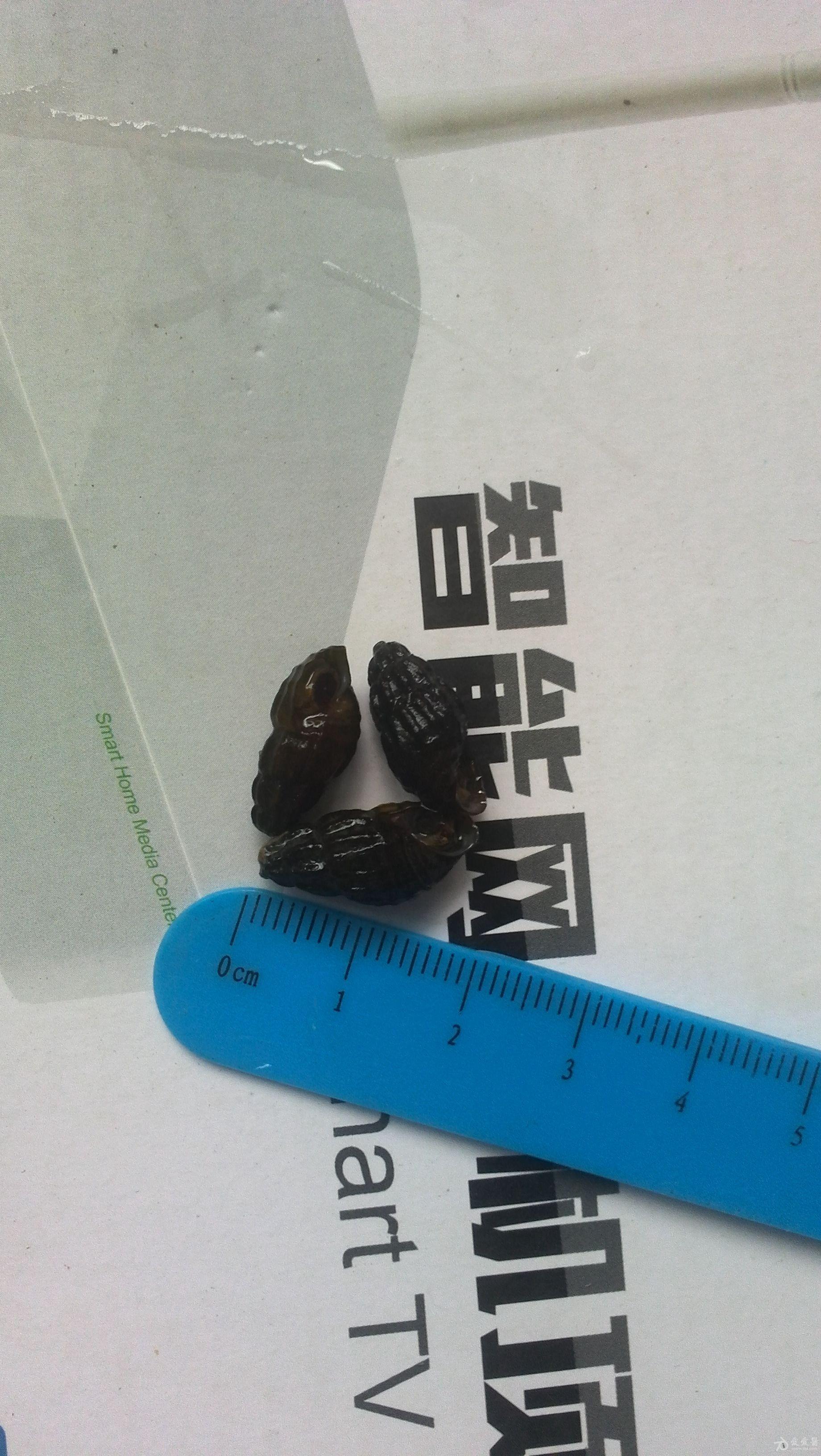 请问这是不是传播血吸虫的钉螺