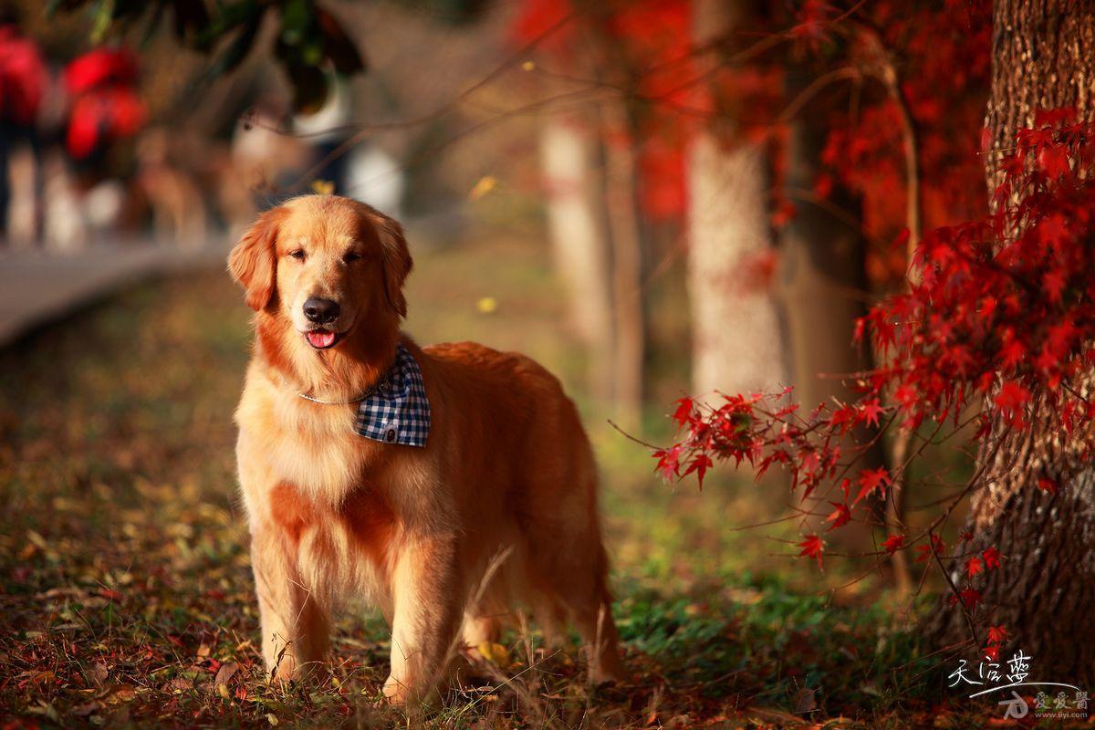 很唯美的狗狗与人的摄影(天空蓝)