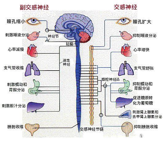 交感神经和副交感神经功能(图片)