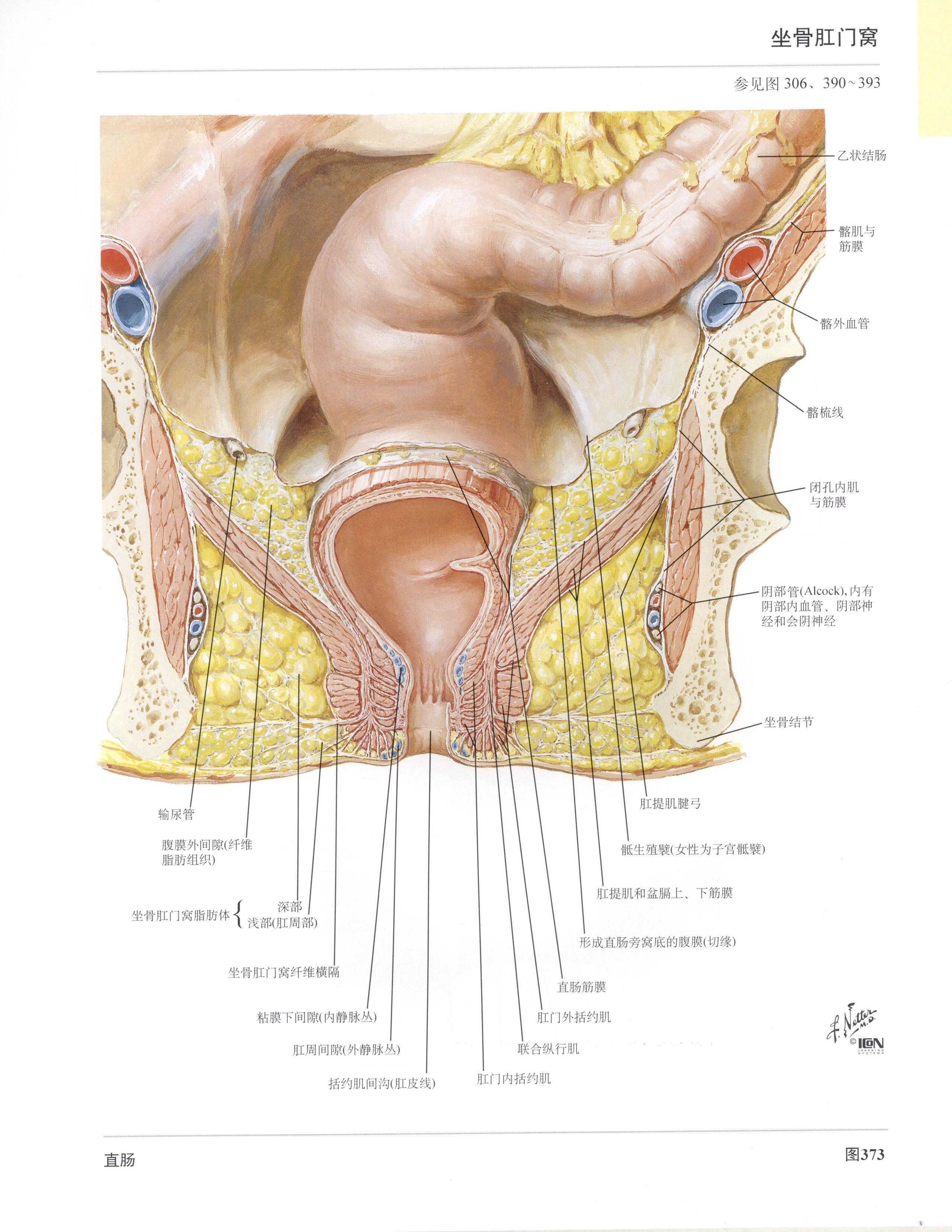 直肠窝的位置示意图图片