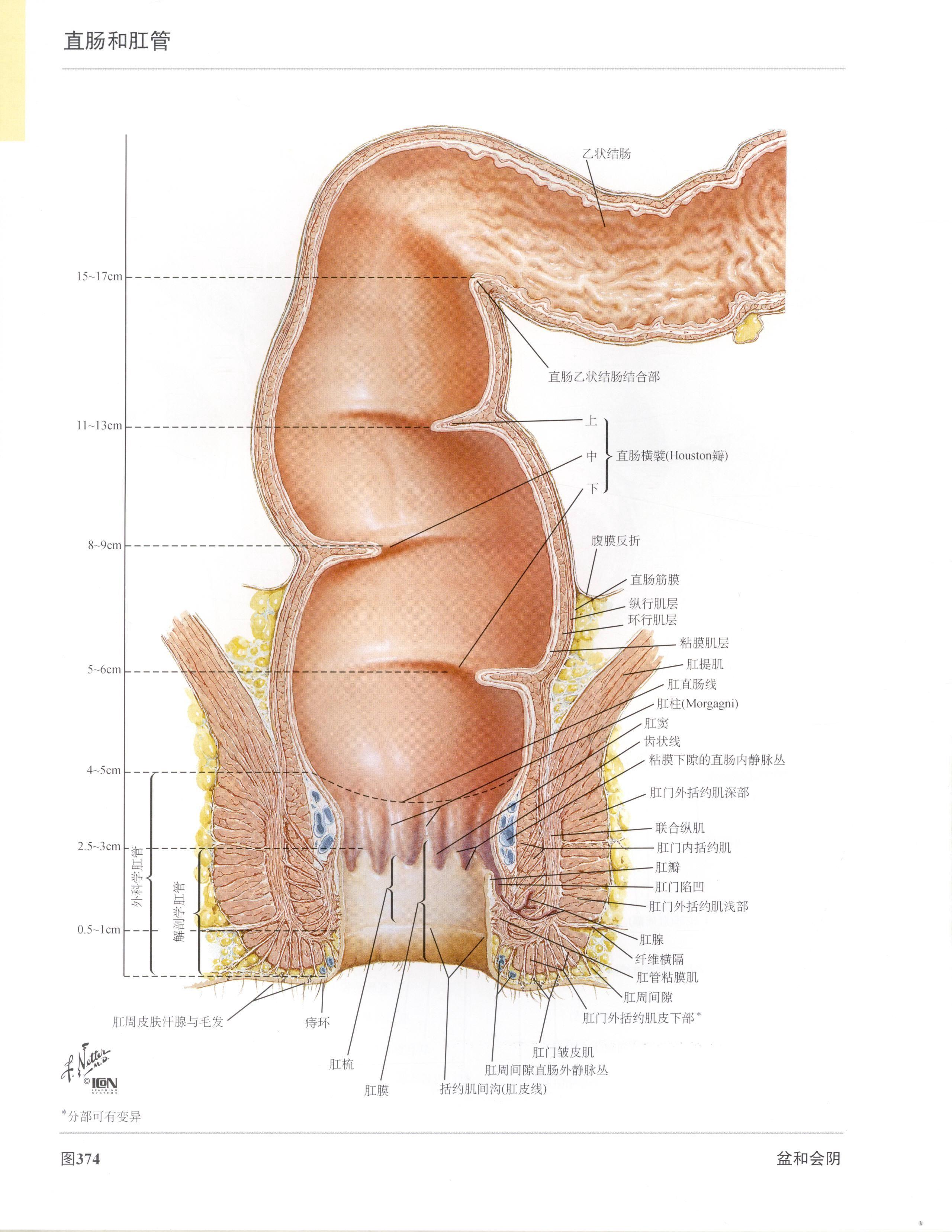 奈特人体解剖彩色图谱第三版里面直肠部分