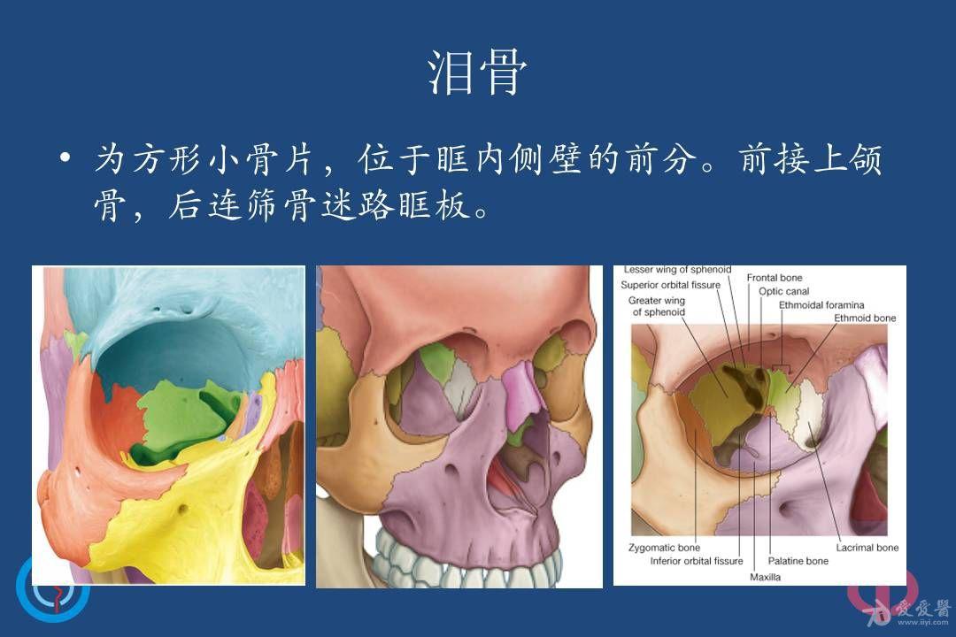 鼻腔鼻窦的解剖