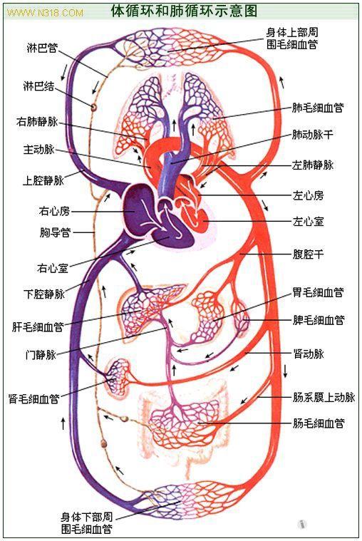 体循环和肺循环示意图jpg
