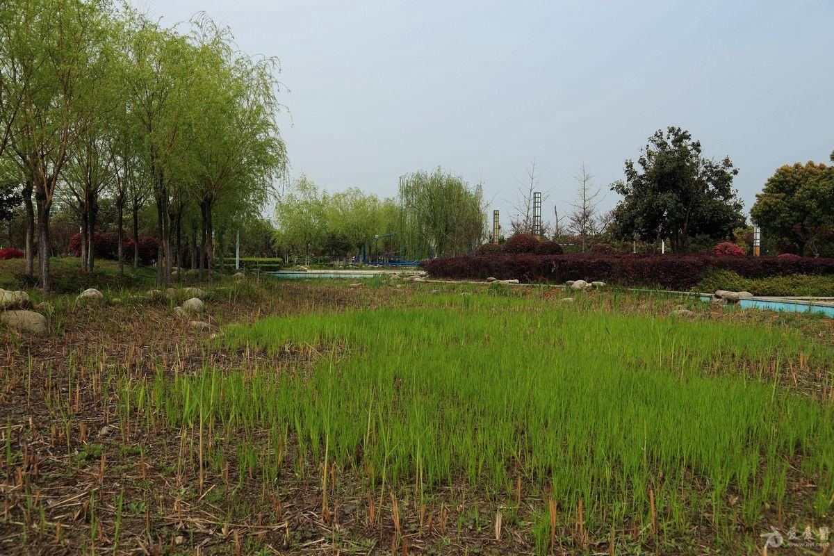 一套比较贴近生活的照片"武汉"