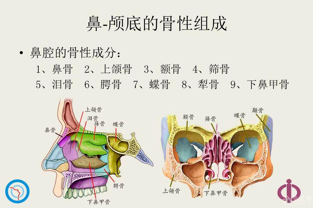 鼻颅底骨性解剖