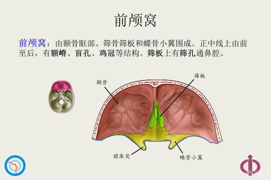 鼻颅底骨性解剖