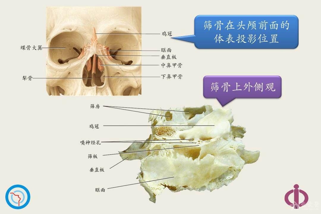 鼻顱底骨性解剖