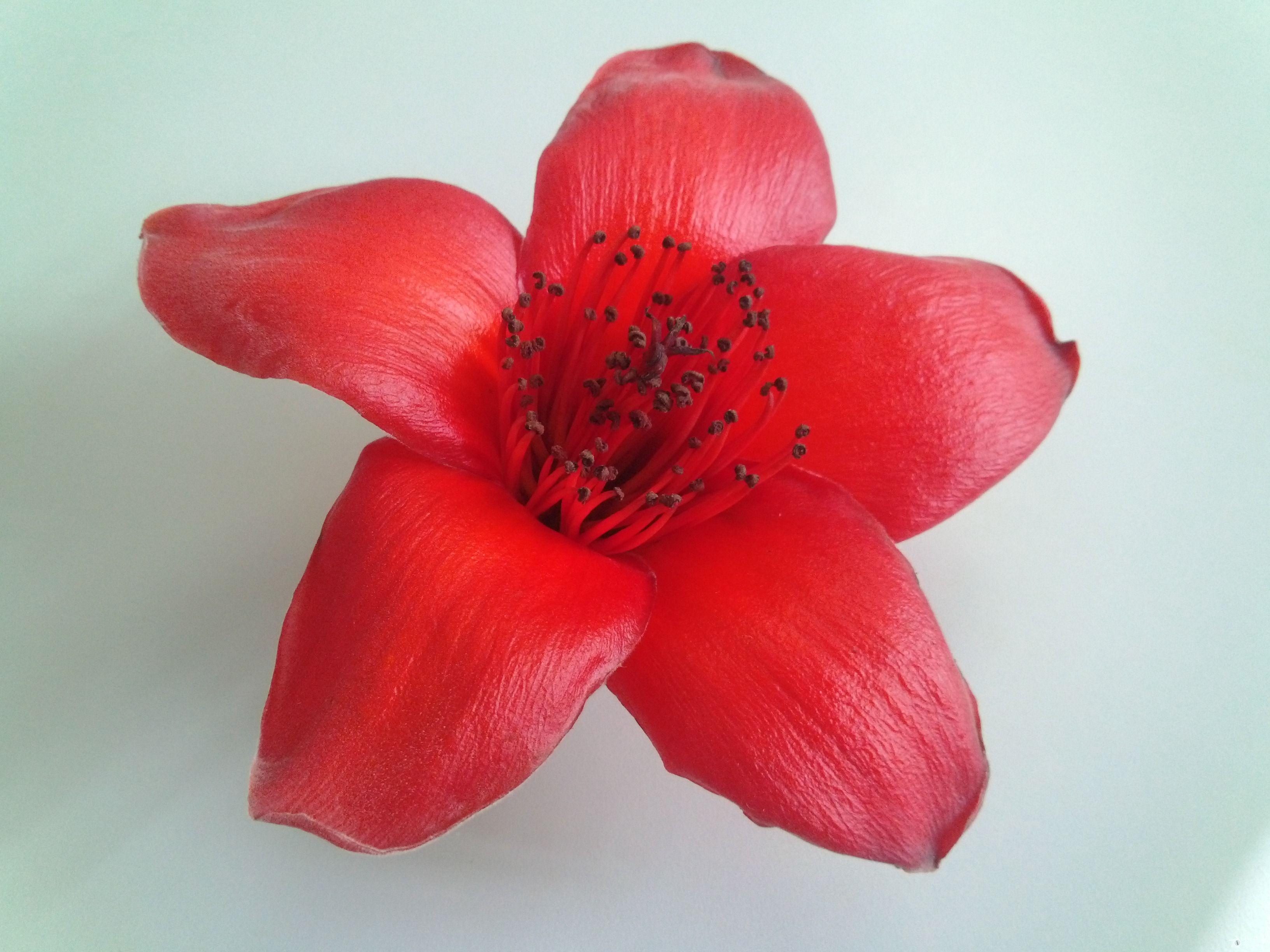 早晨上班时在路上捡的木棉花用手机随便拍的