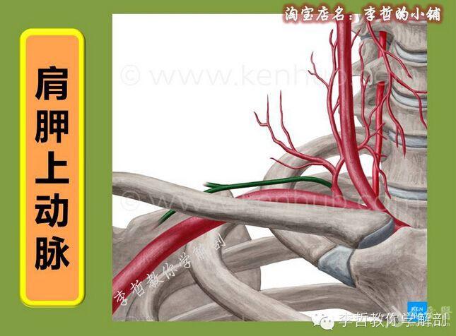 頸部動脈解剖