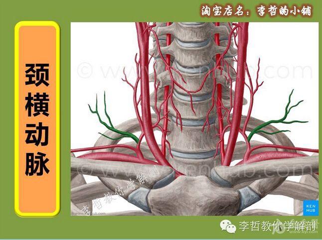 颈横动脉分支解剖图图片