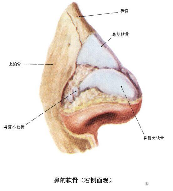 外鼻组织结构示意图图片
