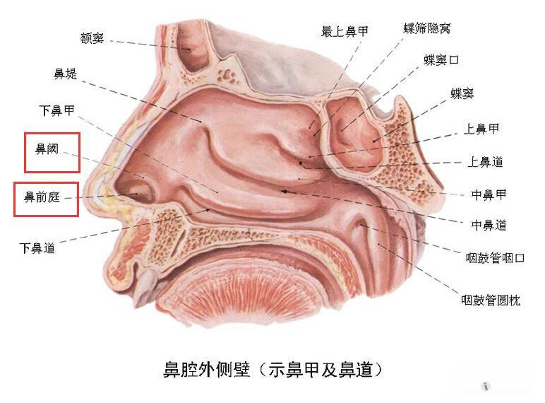 鼻子解剖结构图解图片