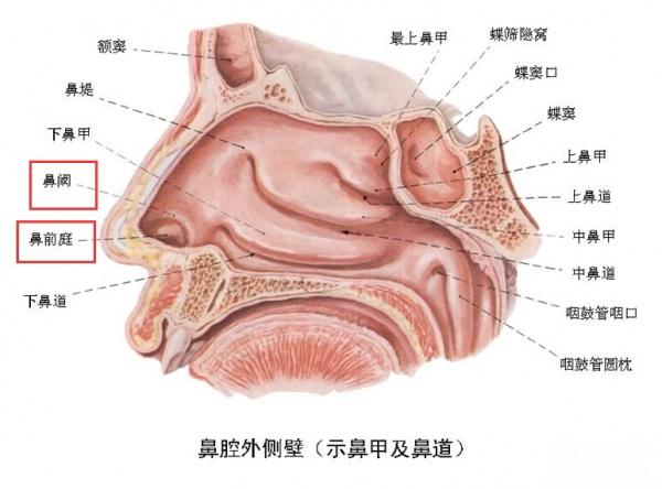 解剖基础2 鼻腔 耳鼻咽喉 头颈外科专业版 爱爱医医学论坛