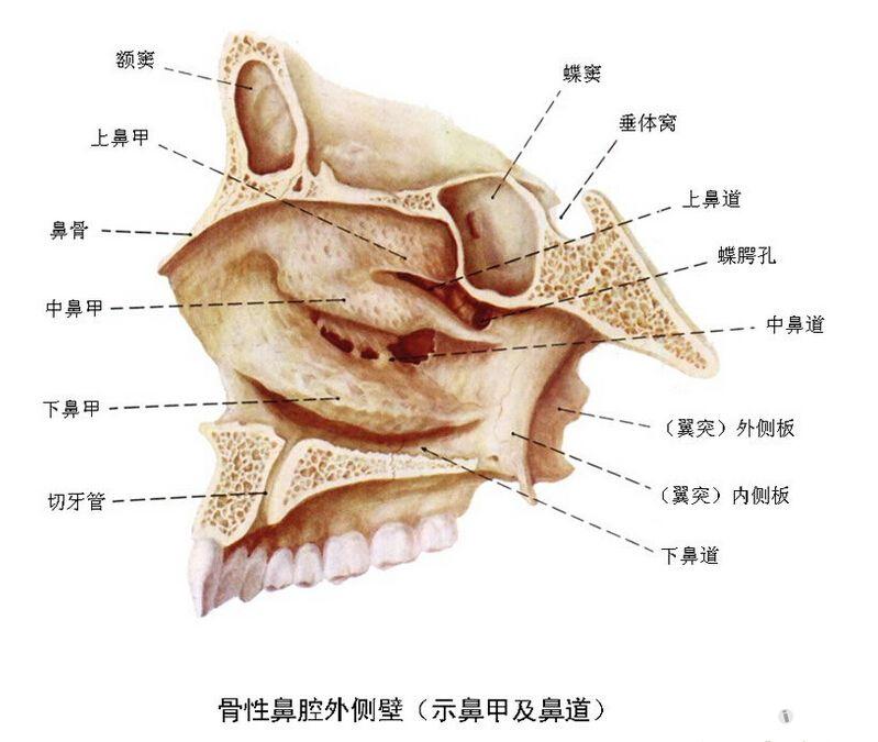 骨性鼻腔的构成图片图片