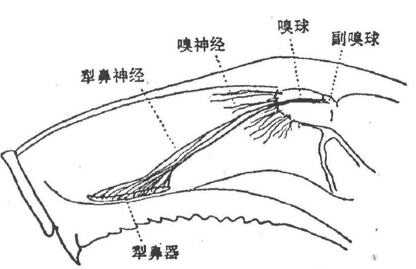 鼻睫神经图片