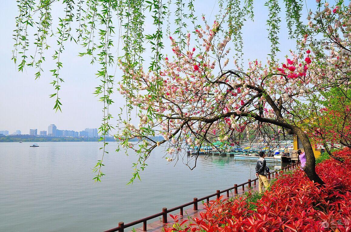 玄武湖公园春天图片