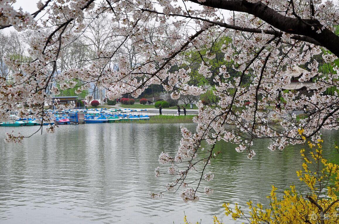玄武湖公园春天图片