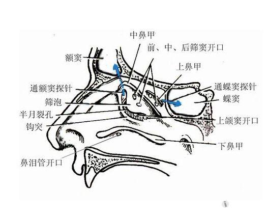 解剖基础3鼻窦