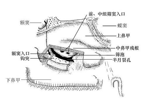 解剖基礎3鼻竇