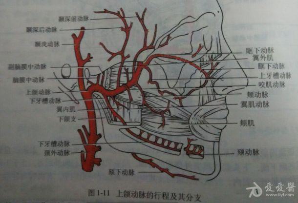 颈外动脉分支图片