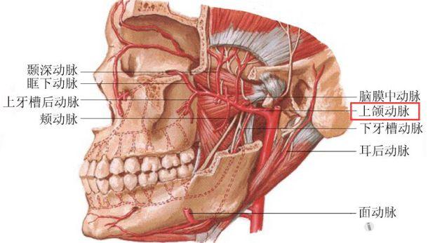腭大动脉解剖图片