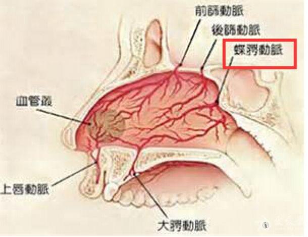 腭大动脉解剖图片