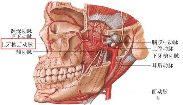 鼻子血管分布图正面图片