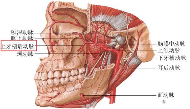 11上牙槽后动脉jpg