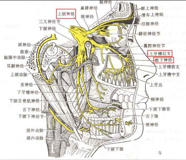 69 解剖基础5——鼻腔神经 上颌神经分支:(1)蝶腭神经,其感觉神经