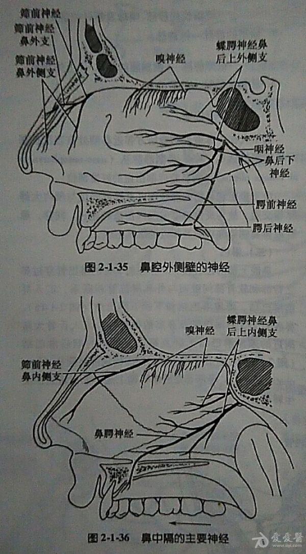 上颌神经的分支图片