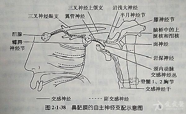 蝶腭神经节解剖图图片