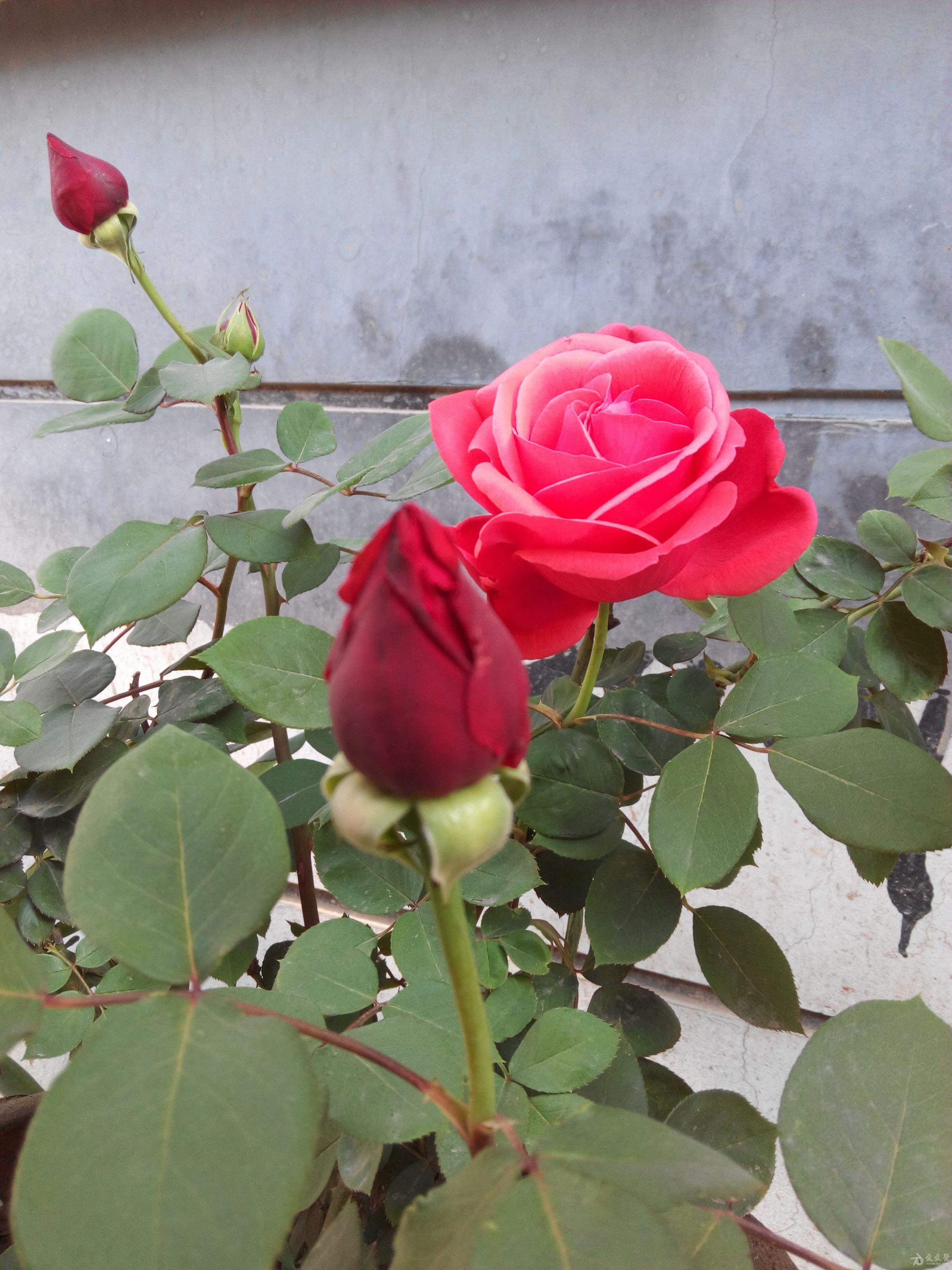 又见月季花开!