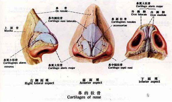 解剖基础6——鼻软骨支架