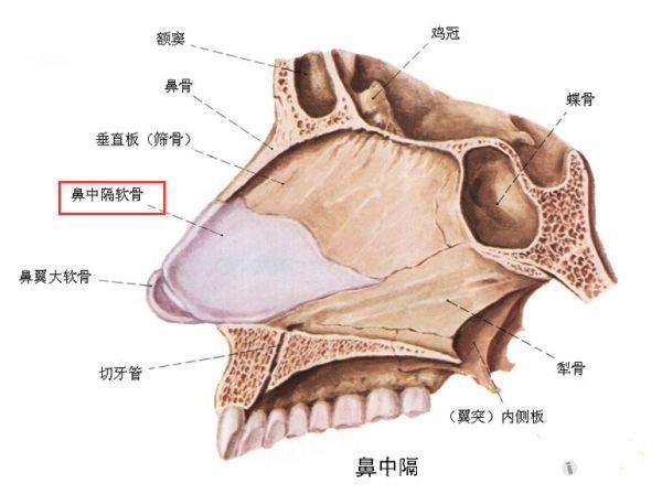 解剖基础6——鼻软骨支架