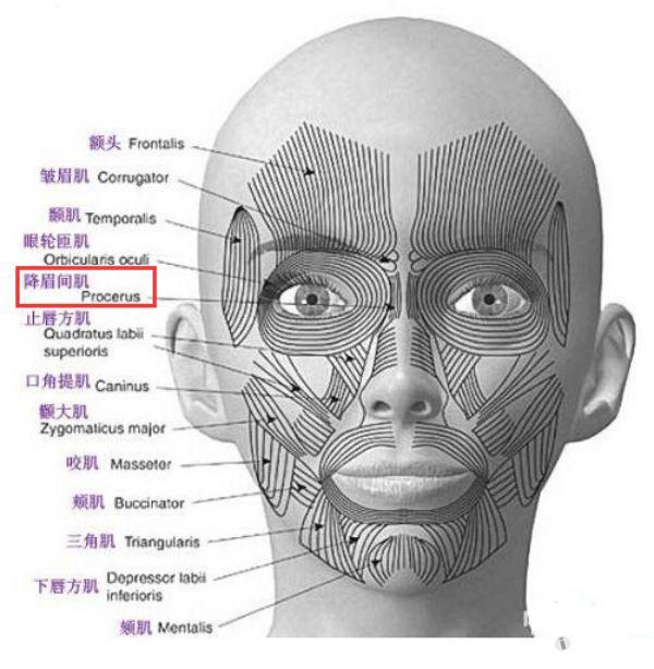 降眉肌位置图片