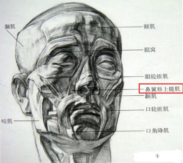 鼻翼扩张肌图片