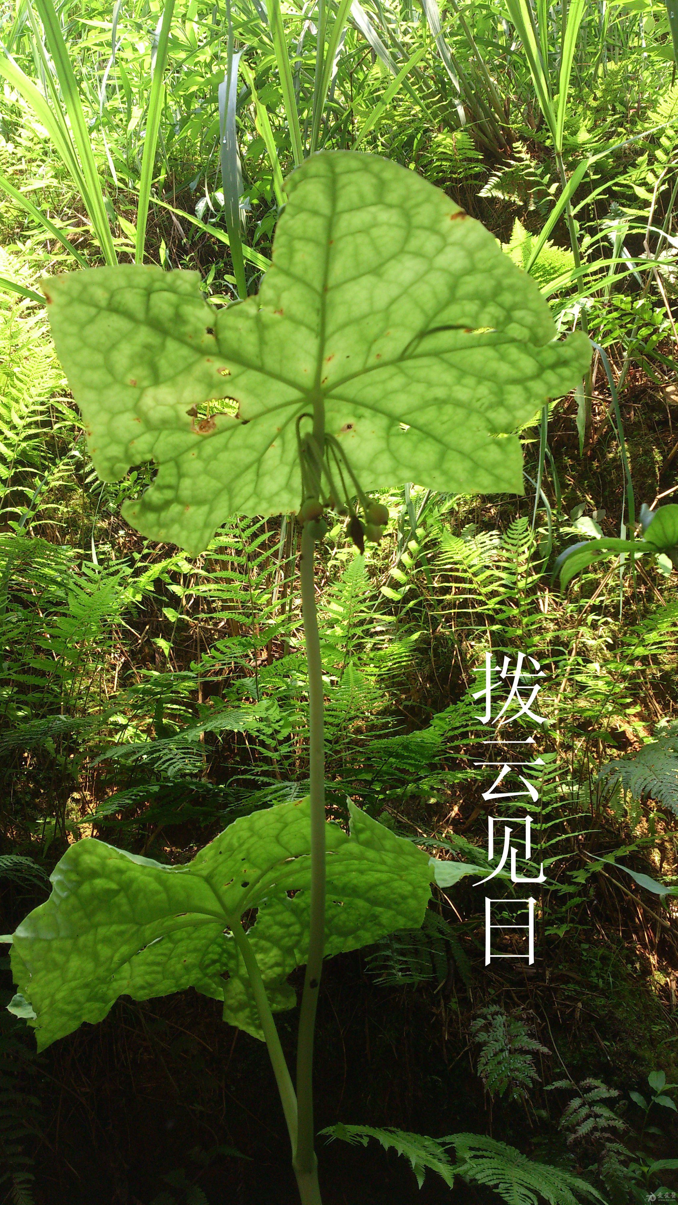 广西野生中草药一览 - 第2页 - 中药学讨论版 - 爱爱医医学论坛