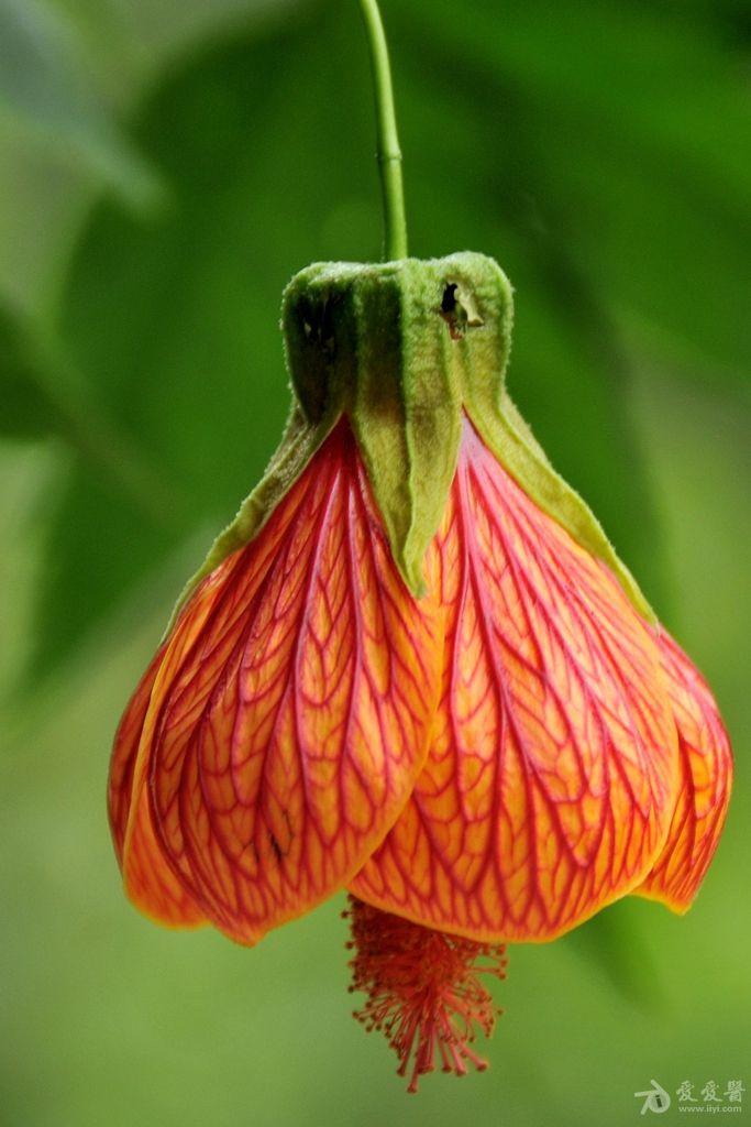 识药草金铃花阳作仁摄影