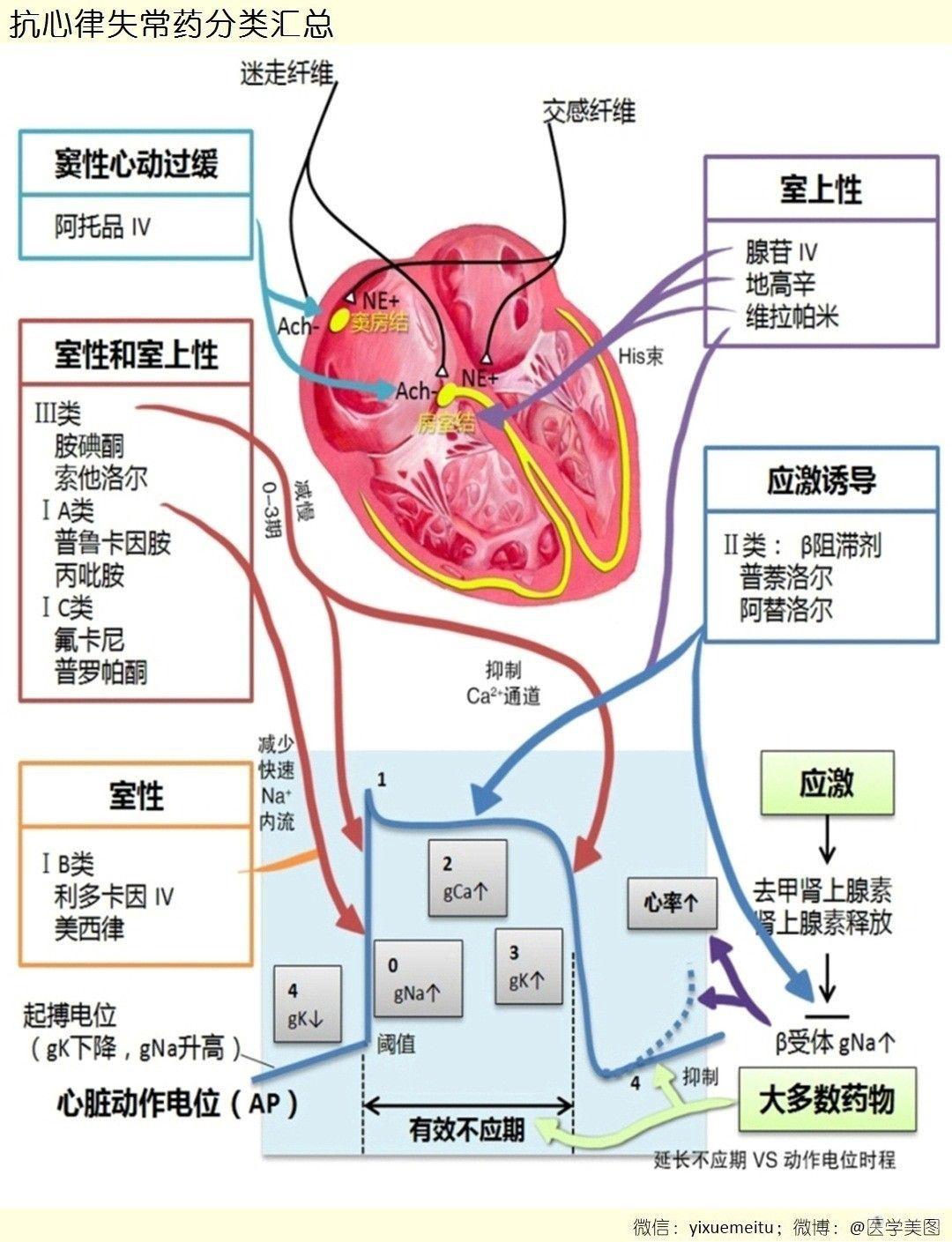 医学基础图片抗心律失常药分类汇总