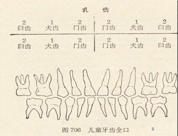 牙齿解剖:牙齿的外形