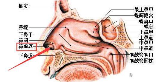 鼻前庭解剖图片