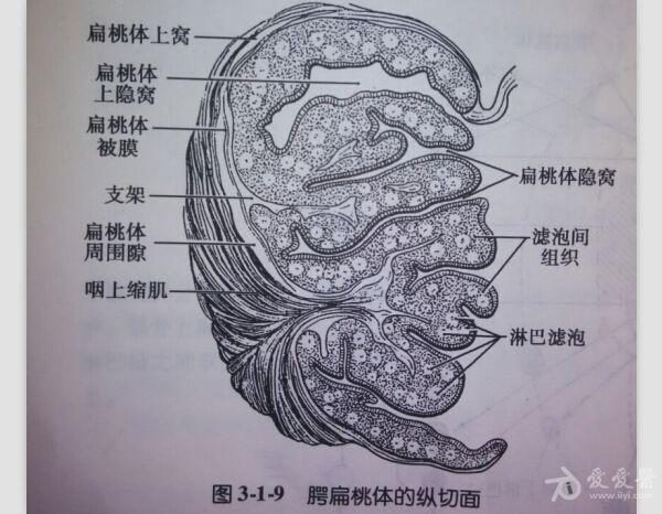 小脑扁桃体 解剖图片