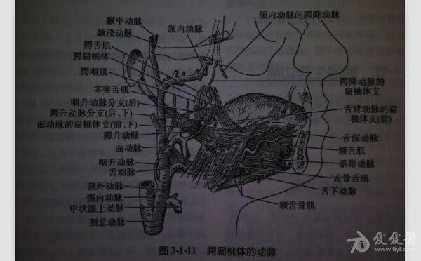 腭大动脉图片