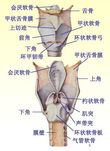 解剖基础17喉的软骨