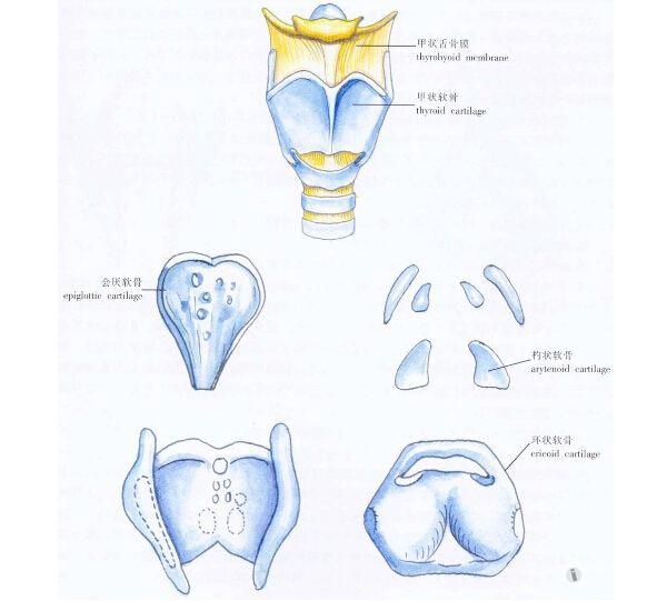 解剖基础17喉的软骨