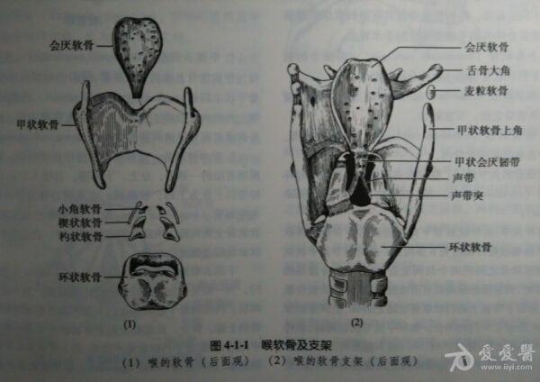 杓状软骨解剖图图片