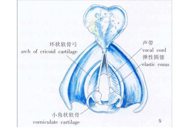 解剖基礎17喉的軟骨