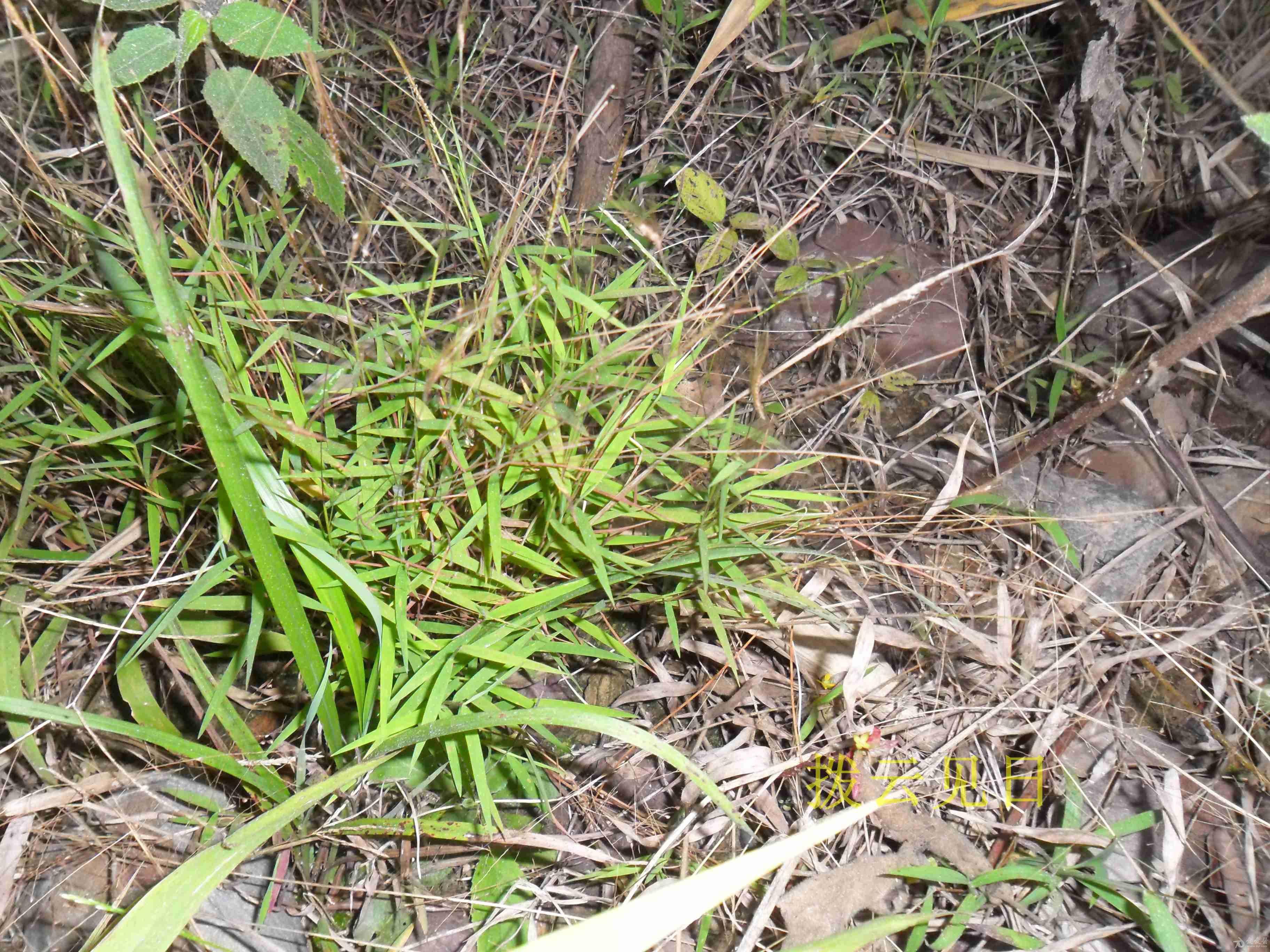 广西野生中草药一览